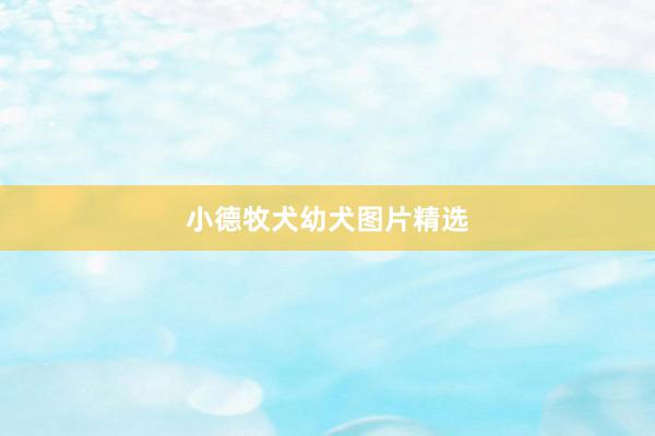 小德牧犬幼犬图片精选